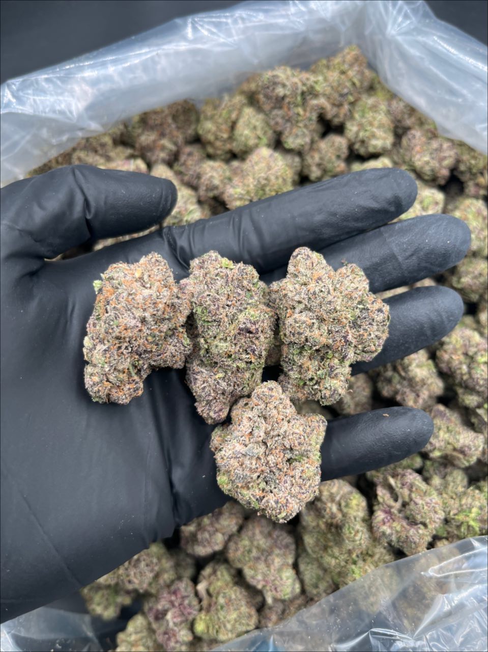 Ibiza Premium Flower 🌿🍭 — Hybrid available in Los Angeles