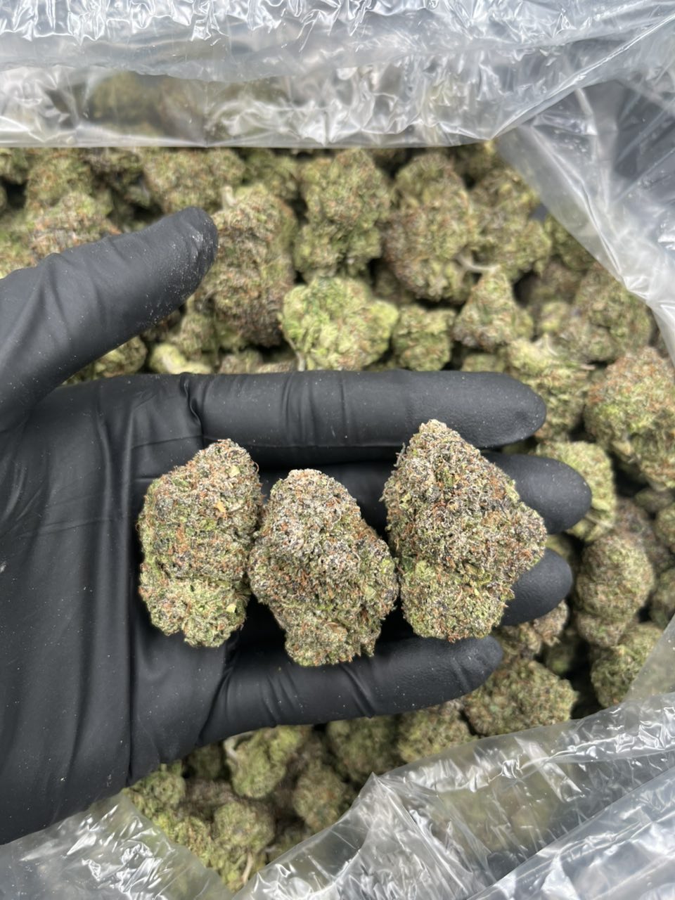 Project Gumbo 🍬 — Hybrid available in Los Angeles