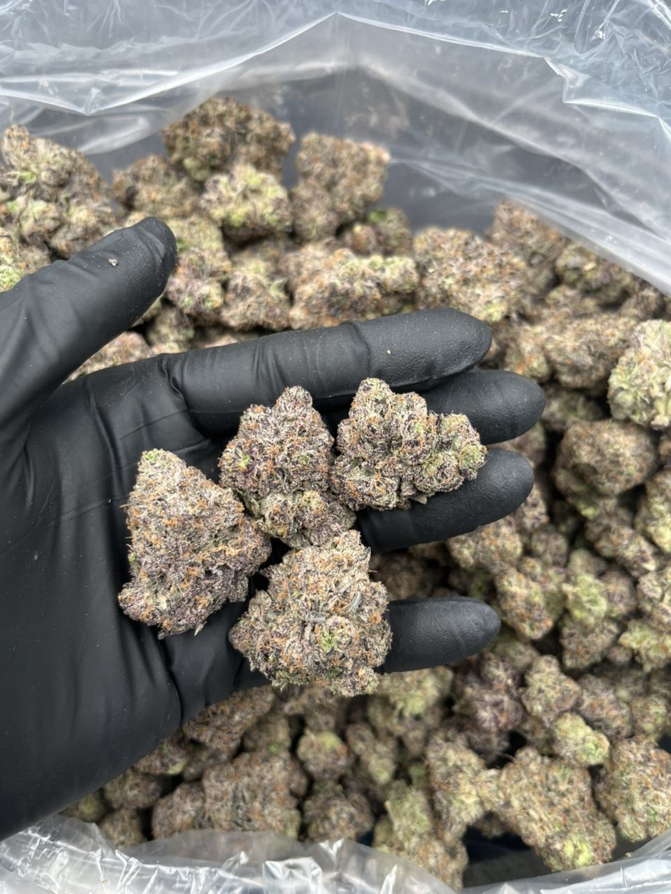 Sweet Tooth π π¦· β Indica available in Los Angeles