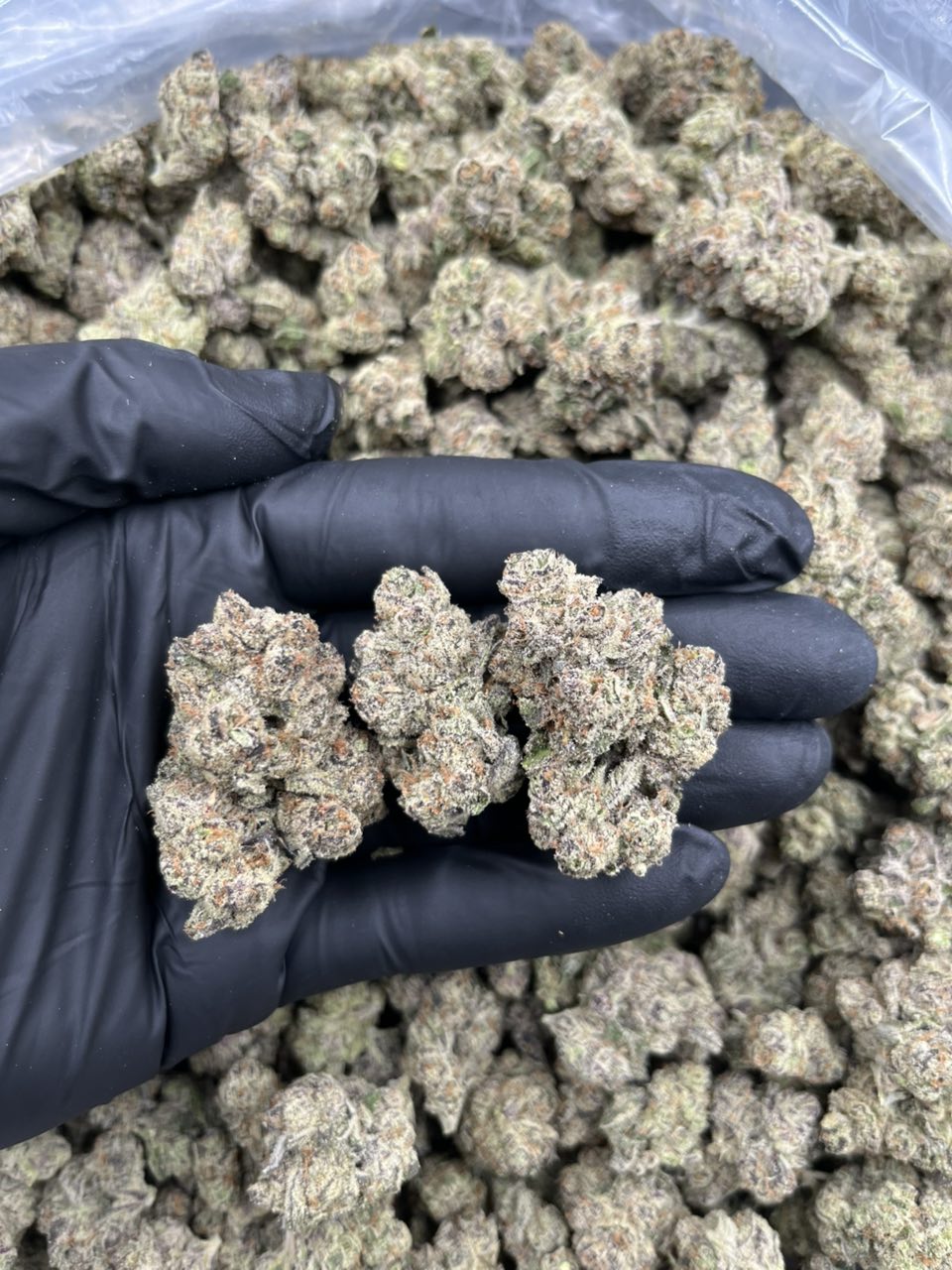 Apple Tarts ๐ โฝ๏ธ โ Hybrid available in Los Angeles