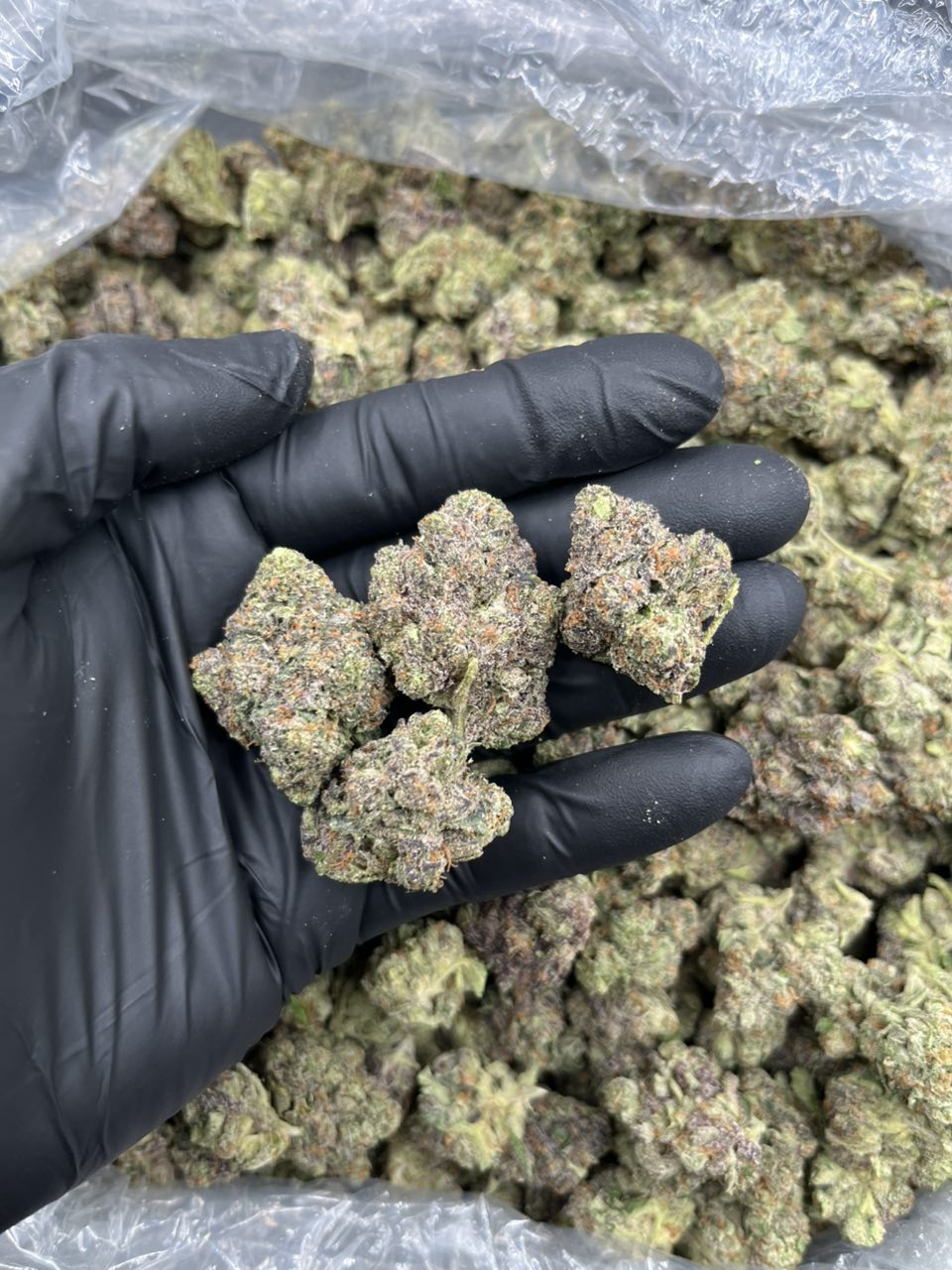 Heir Head 🍭 🍬 — Hybrid available in Los Angeles