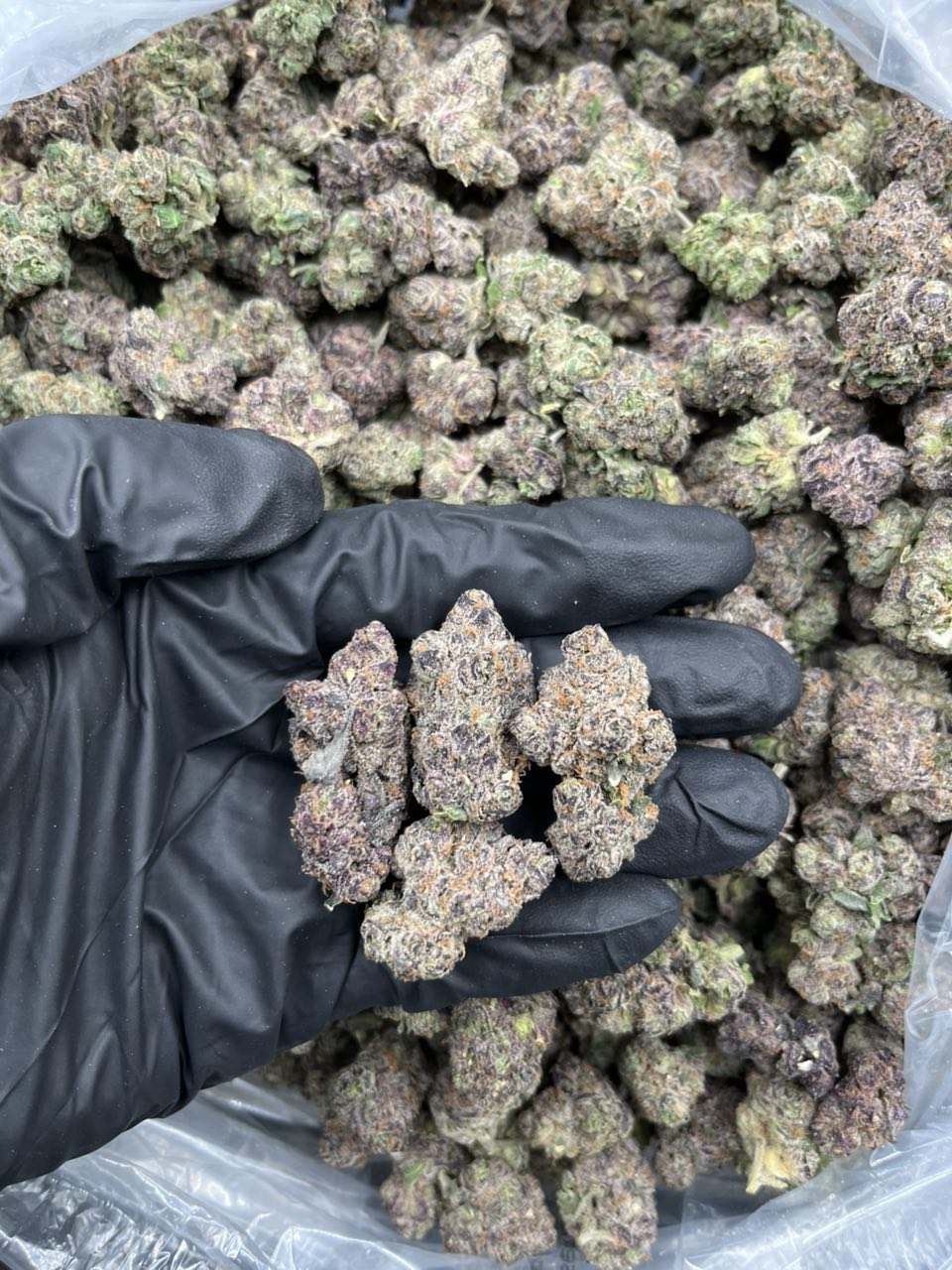 Chapo Cherries: Premium Exotic Candy Flower 🚨🍒 — Hybrid available in Los Angeles