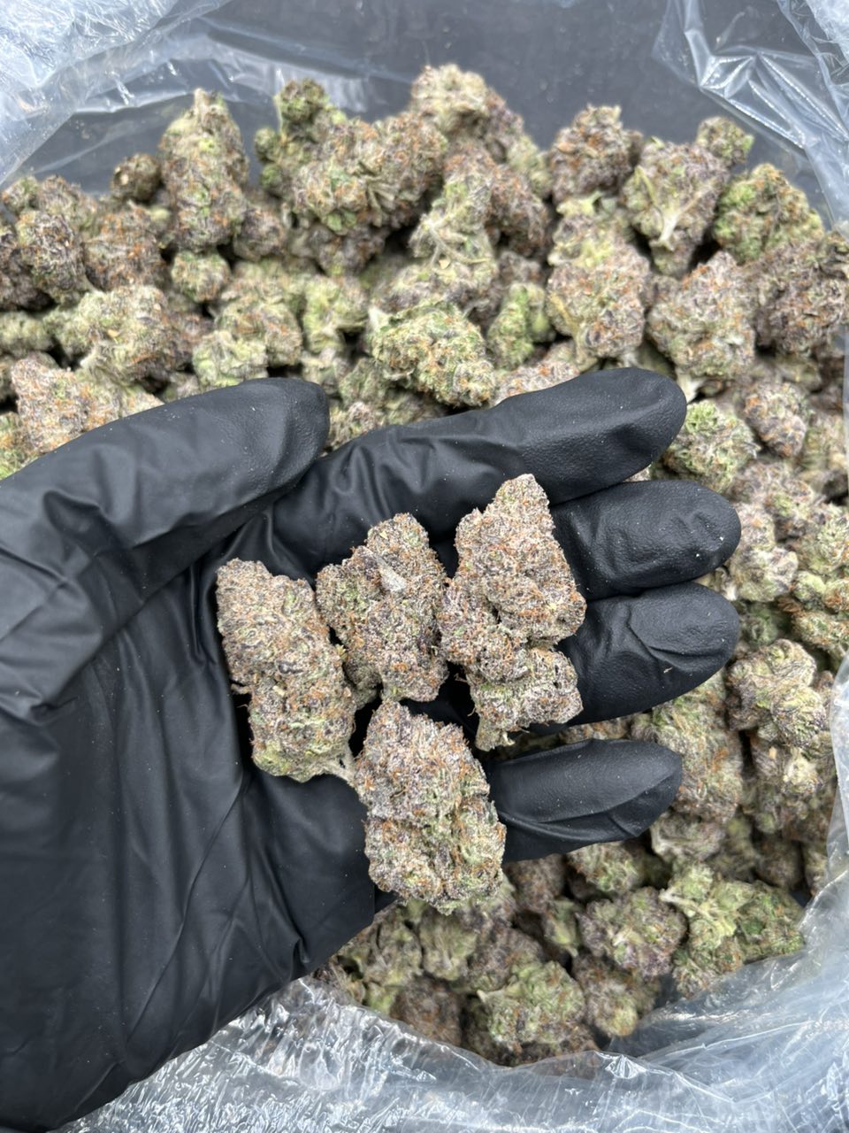 Sour Patch: Premium Exotic Candy Flower đ¨â˝ď¸ â Hybrid available in Los Angeles