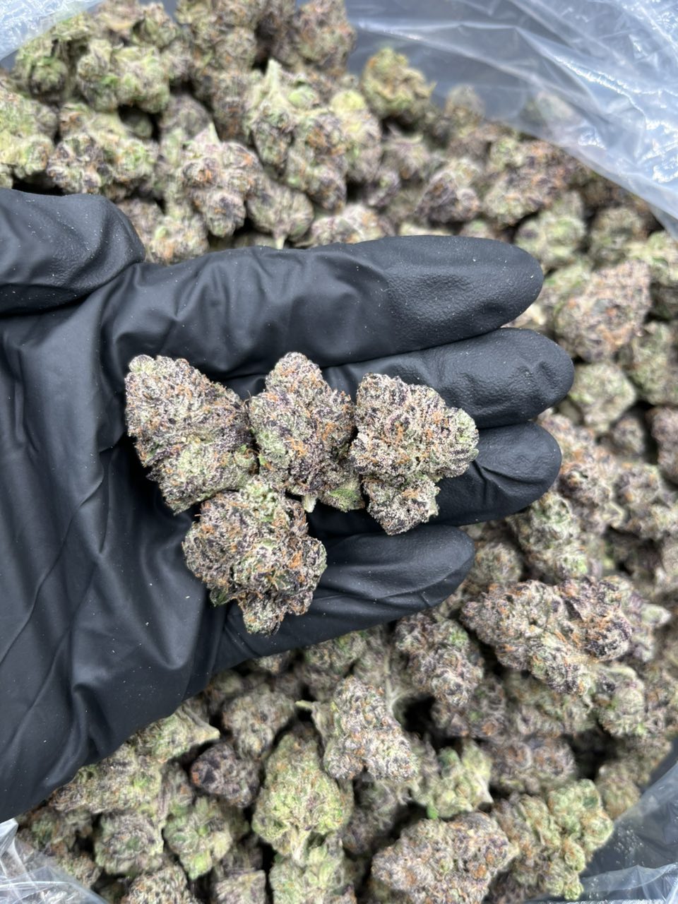 Danko Runtz: Premium Exotic Candy Flower 🚨🍭 — Hybrid available in Los Angeles