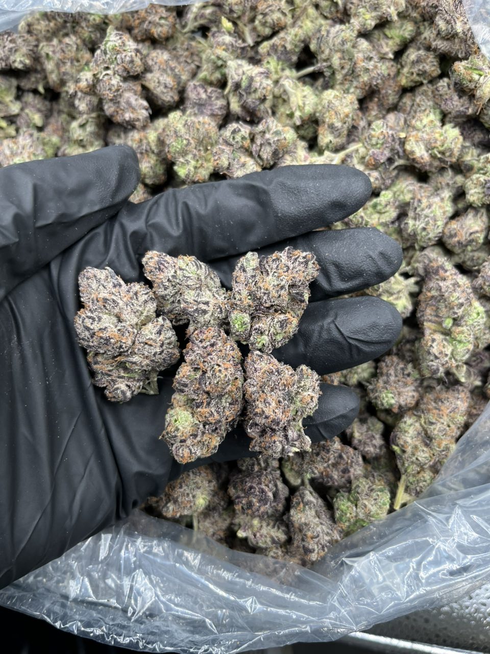 1Amalfi Lemons: Premium Exotic Candy Flower 🚨🍋 — Hybrid available in Los Angeles
