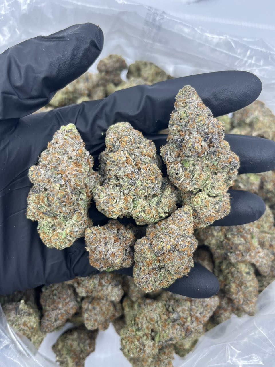 Lemon Tree X Biscotti ๐ โฝ๏ธ โ Hybrid available in Los Angeles