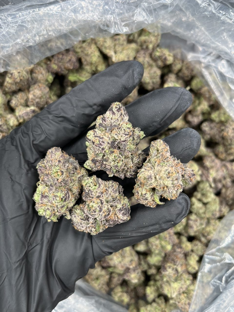 Lato Pop 🍭 — Indica available in Los Angeles