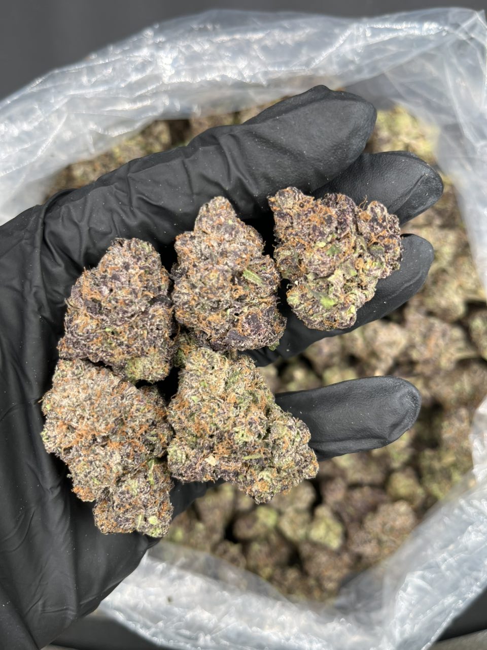 Dum Dumz 🍭 — Hybrid available in Los Angeles