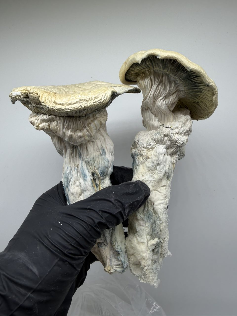 Albino Trinity 🥶🏆 — Mushrooms available in Los Angeles