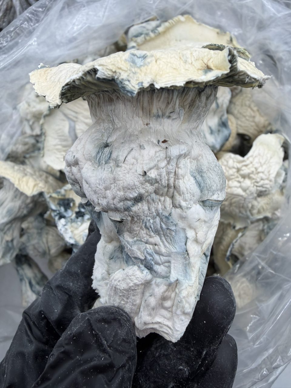 Albino Bluey Vuitton x Iceberg 🔥🧊 — Mushrooms available in Los Angeles
