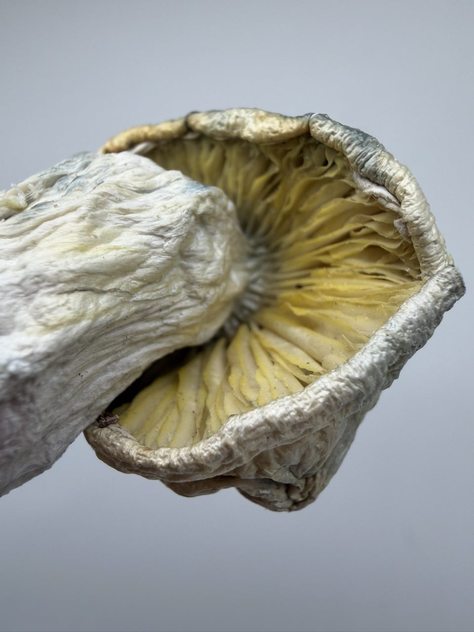 Yellow Umbo ☂️ — Mushrooms available in Los Angeles