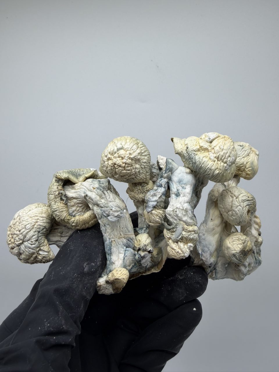True Albino Teacher × APE 👨‍🏫🦍 — Mushrooms available in Los Angeles