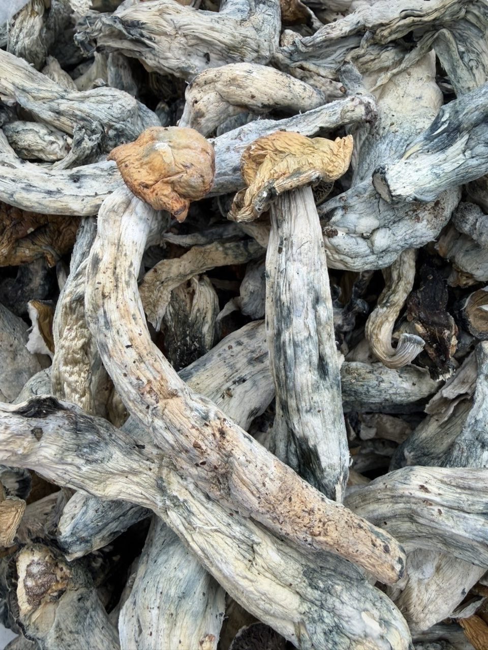 Makilla Gorilla: The Primal Power of the Forest 🌳 — Mushrooms available in Los Angeles