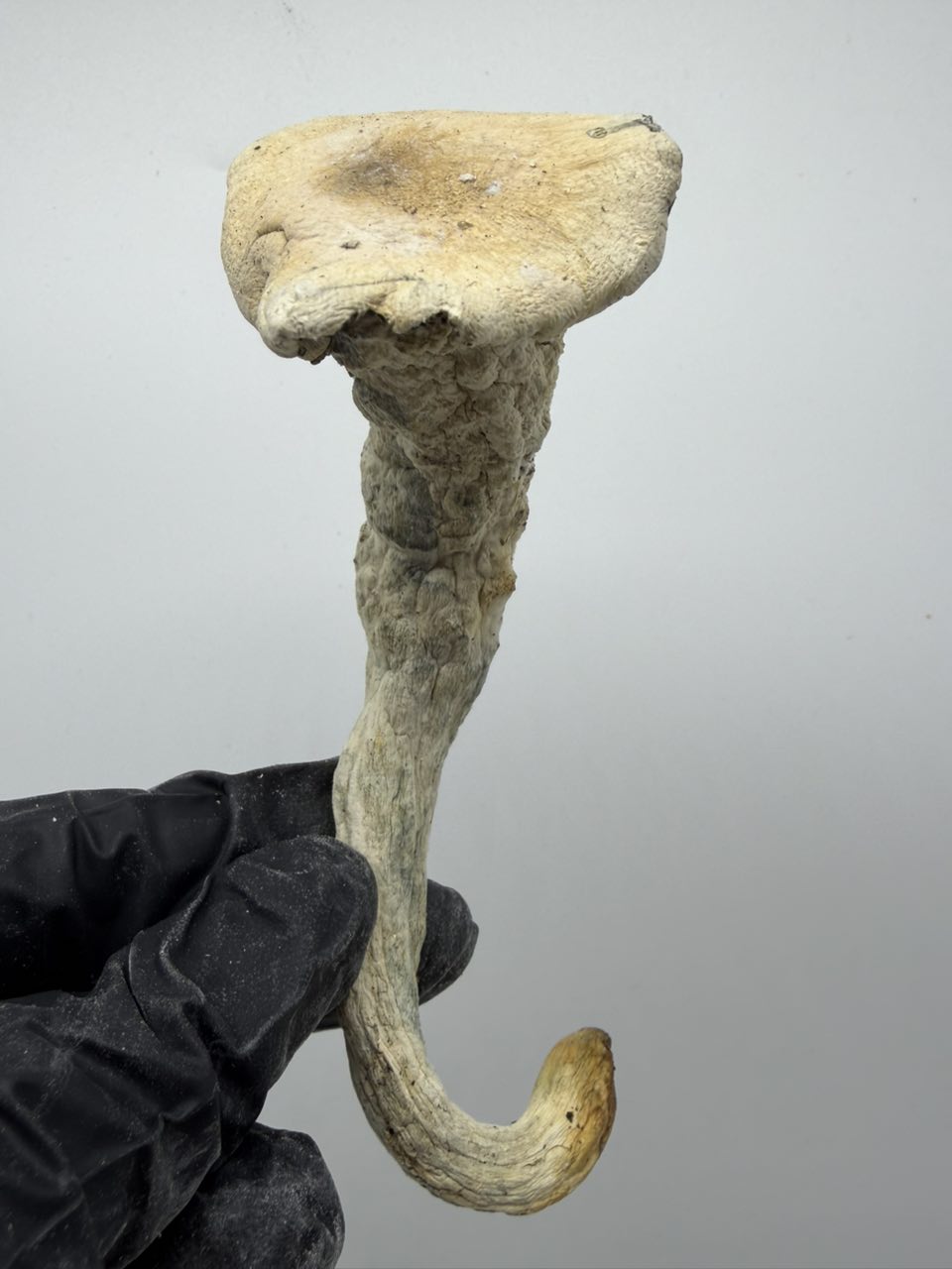 Albino Thrasher 🌊 — Mushrooms available in Los Angeles