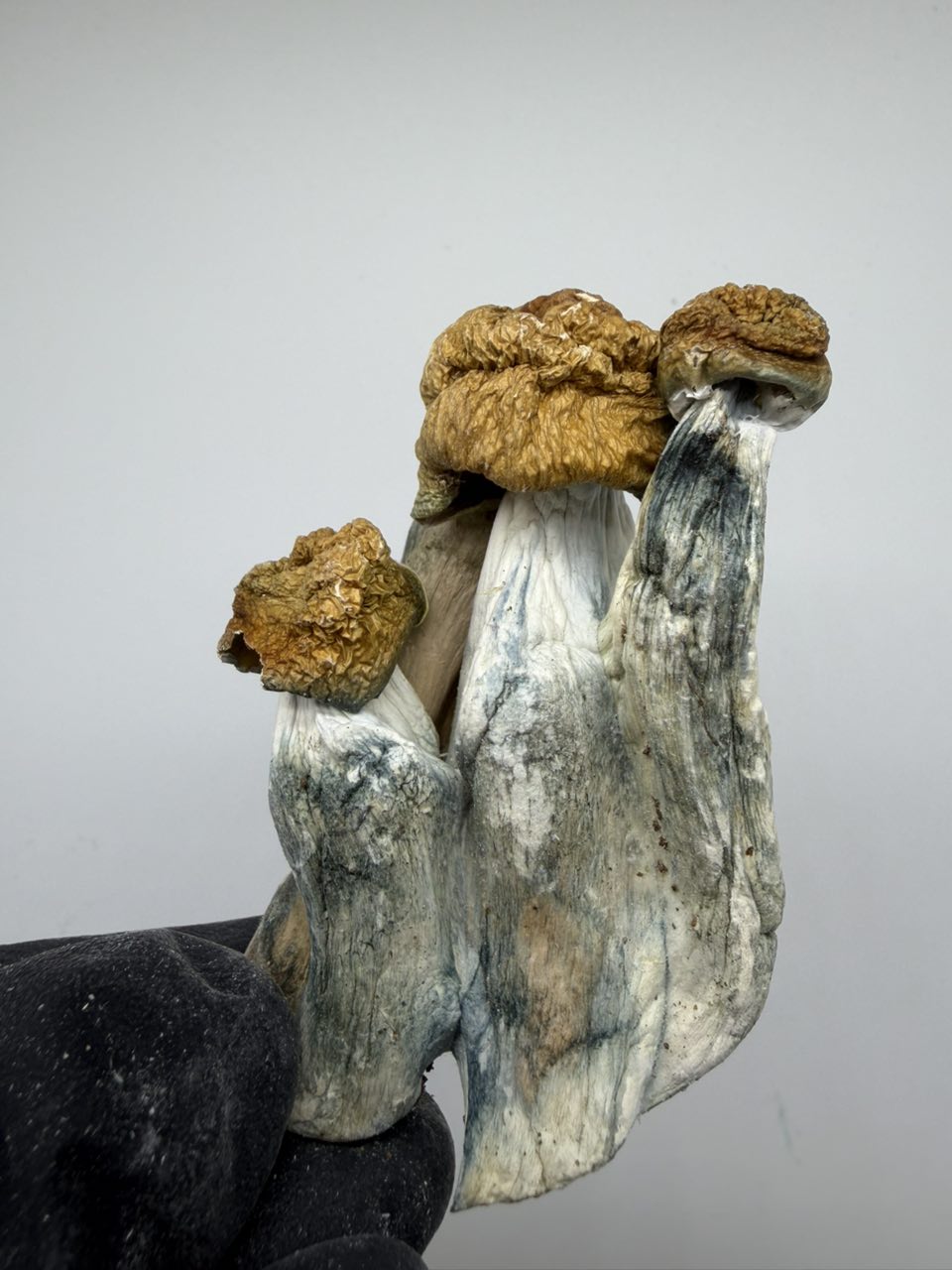 Penis Envy 🔥🐐 — Mushrooms available in Los Angeles