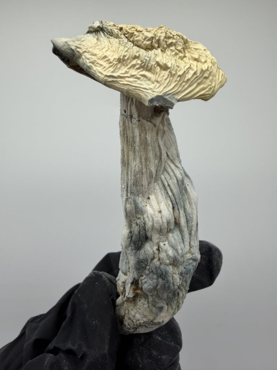 Pie-Orgi 🥧 — Mushrooms available in Los Angeles
