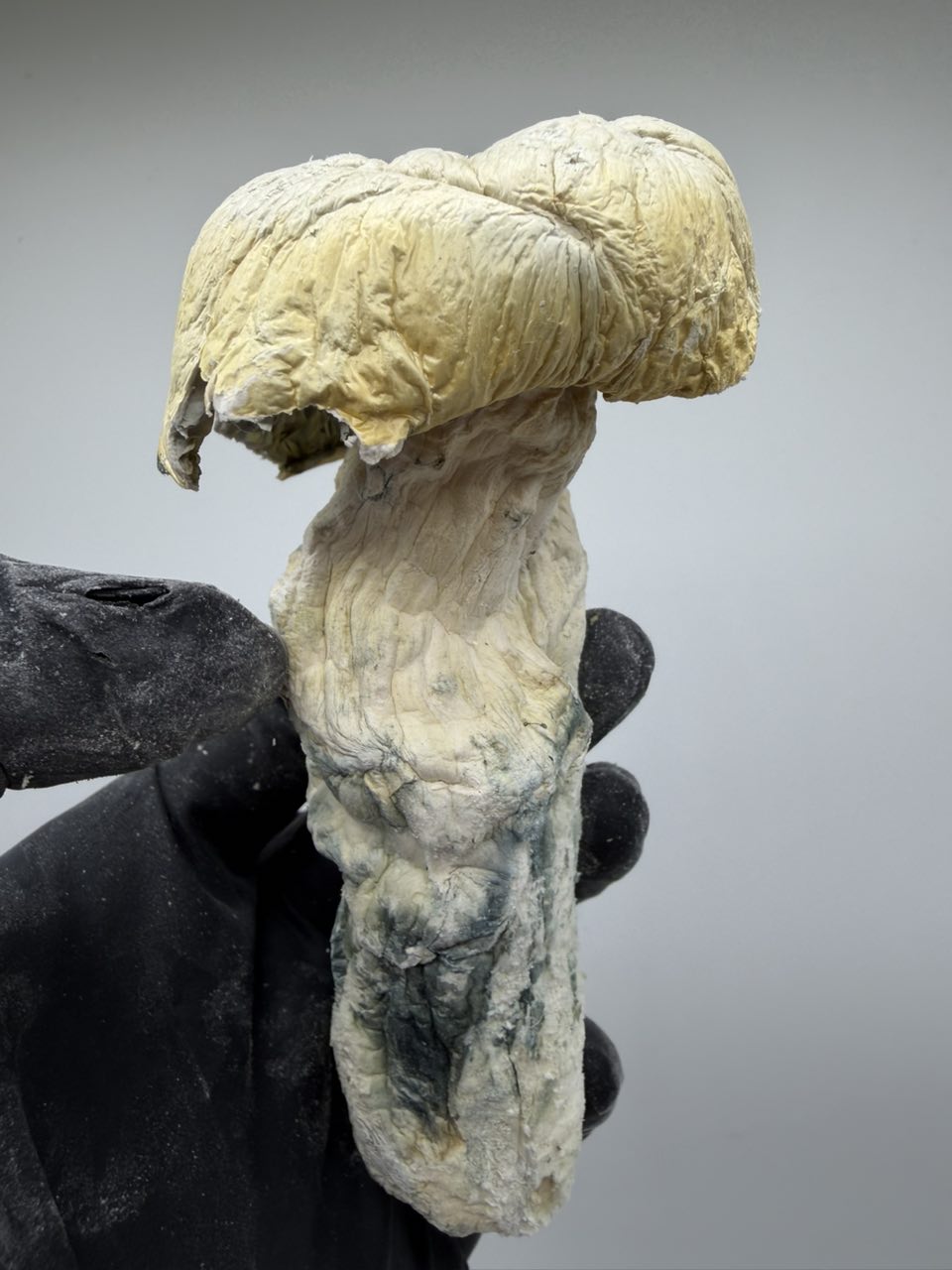 Gandalf 🧙‍♂️ — Mushrooms available in Los Angeles
