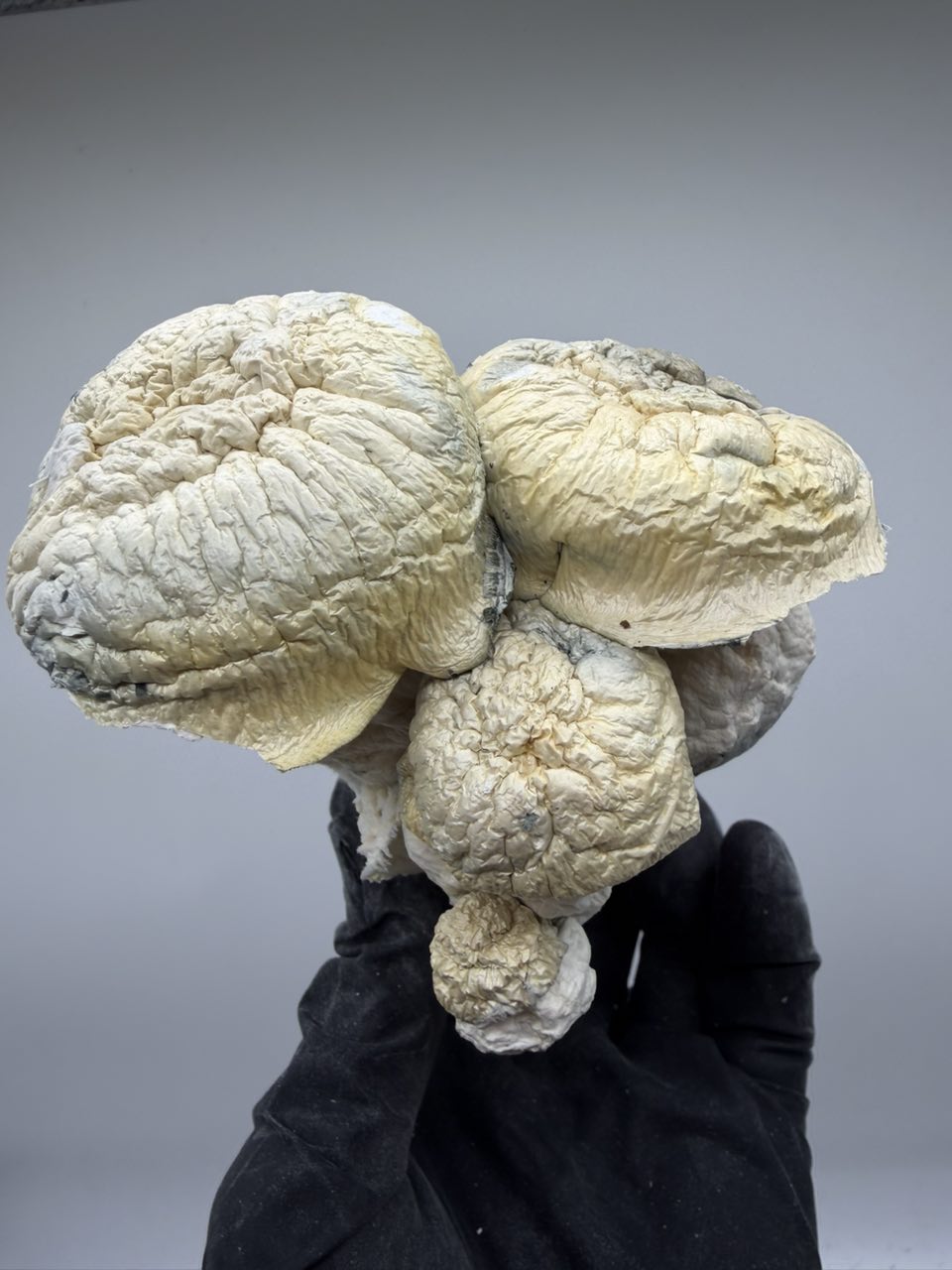 Albino Ape x Tidal Wave 🦍🌊 — Mushrooms available in Los Angeles