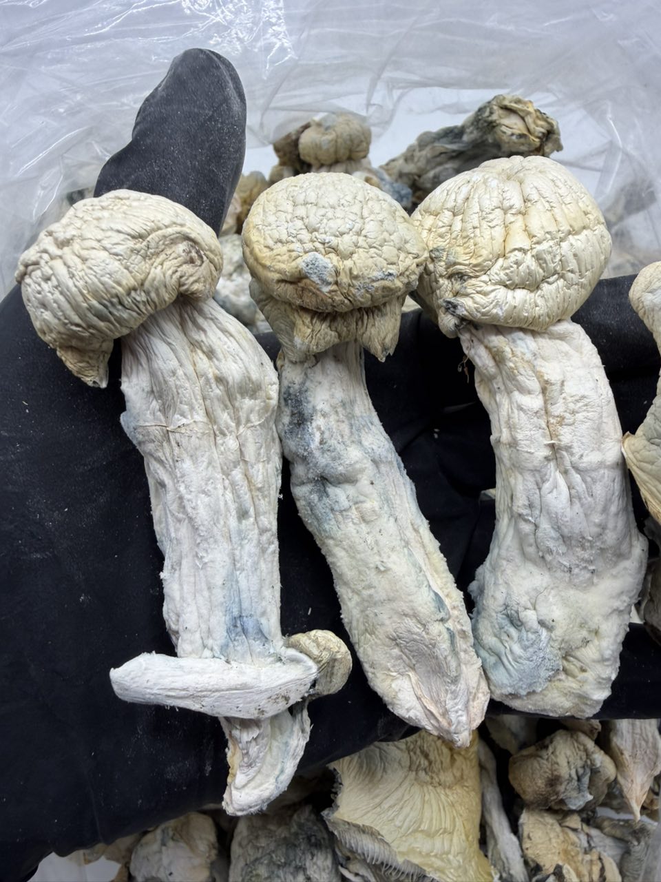 Albino Ape x Iceberg 🦍🧊 — Mushrooms available in Los Angeles