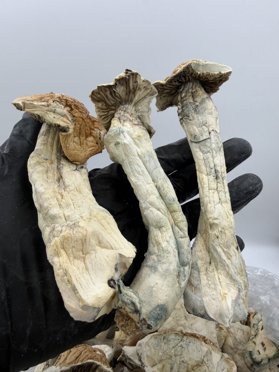 Legendary Trons ⚡️ — Mushrooms available in Los Angeles