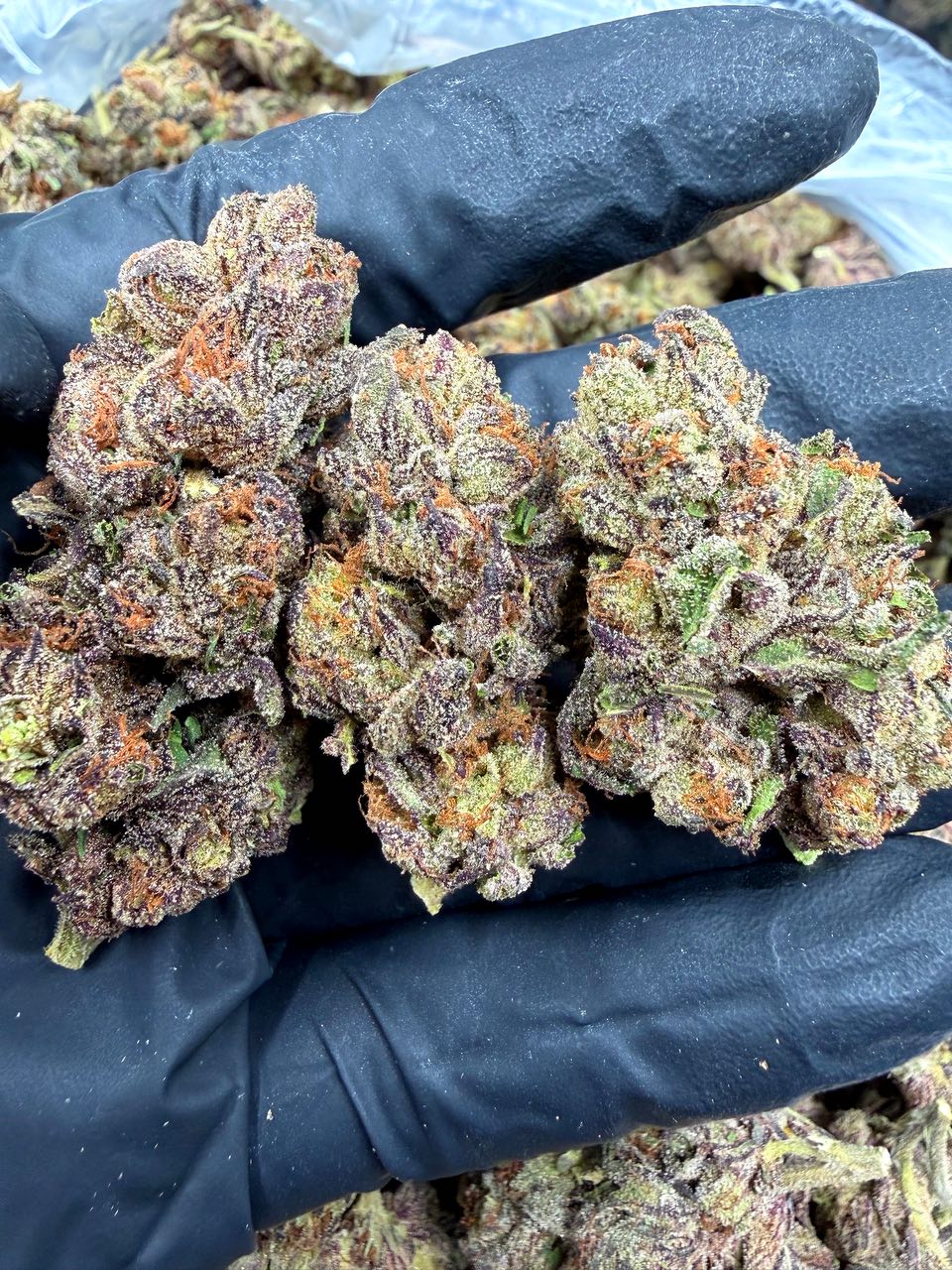 Blueberry Caviar 🫐 🍭 — Indica available in Los Angeles