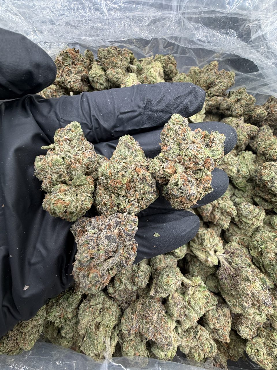 Blue Razz 🍭 — Hybrid available in Los Angeles