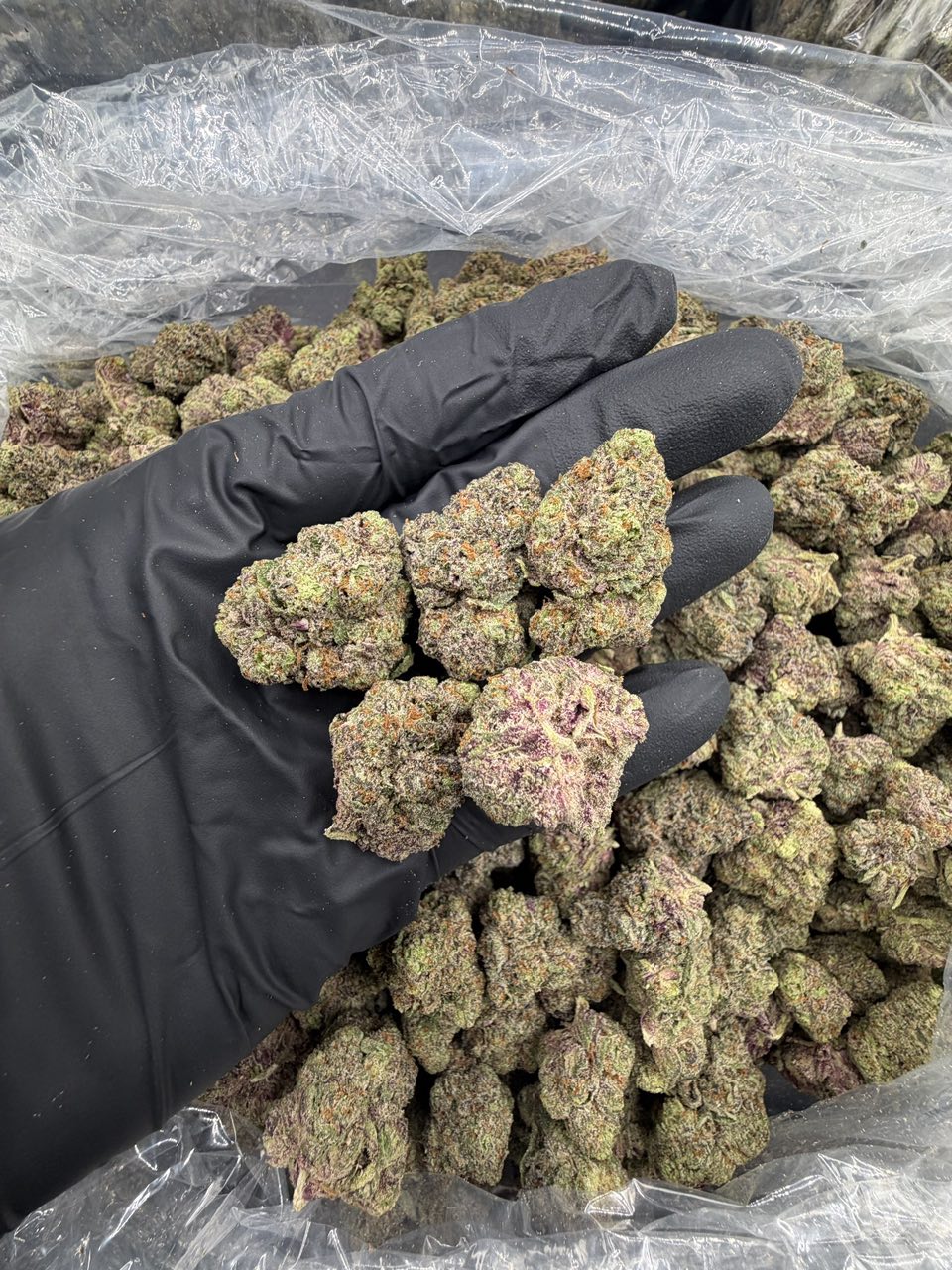Cherry Zkittlez 🍒 🍬 — Hybrid available in Los Angeles
