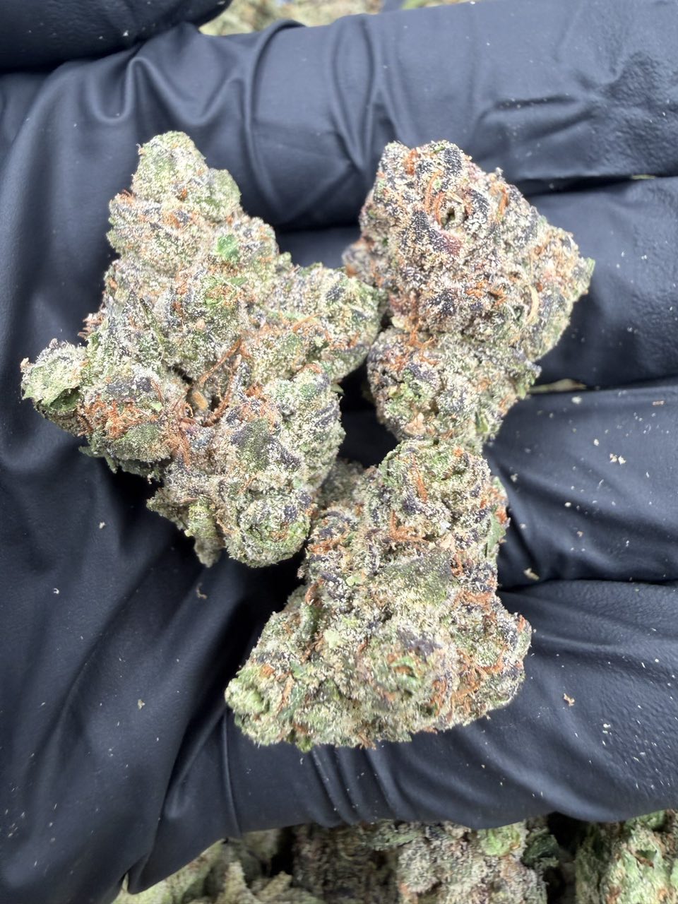 Z Pie 🥧 🍭 — Hybrid available in Los Angeles