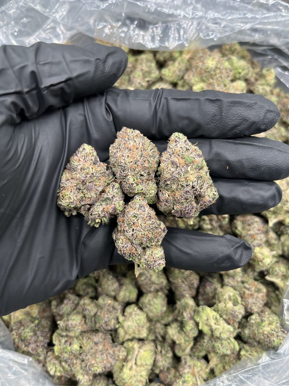 Frozen Lemon 🥶 🍋 — Sativa available in Los Angeles