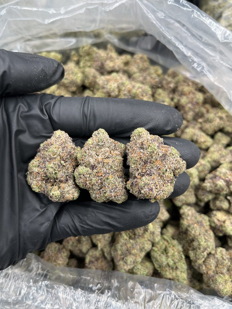 White Cherry Mochi 🍒 🍭 — Hybrid available in Los Angeles