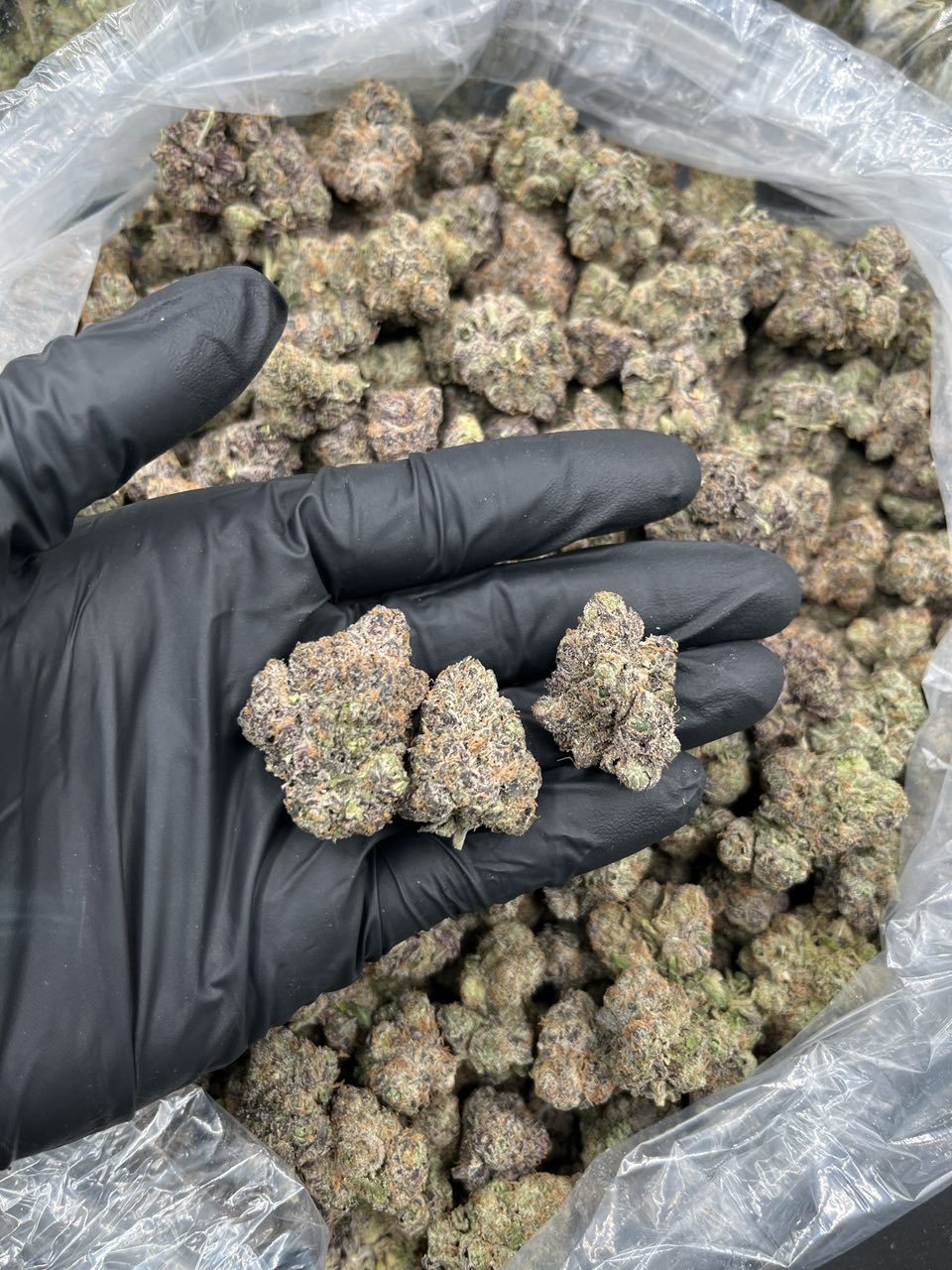 Plat Gumbo 🍭 — Indica available in Los Angeles