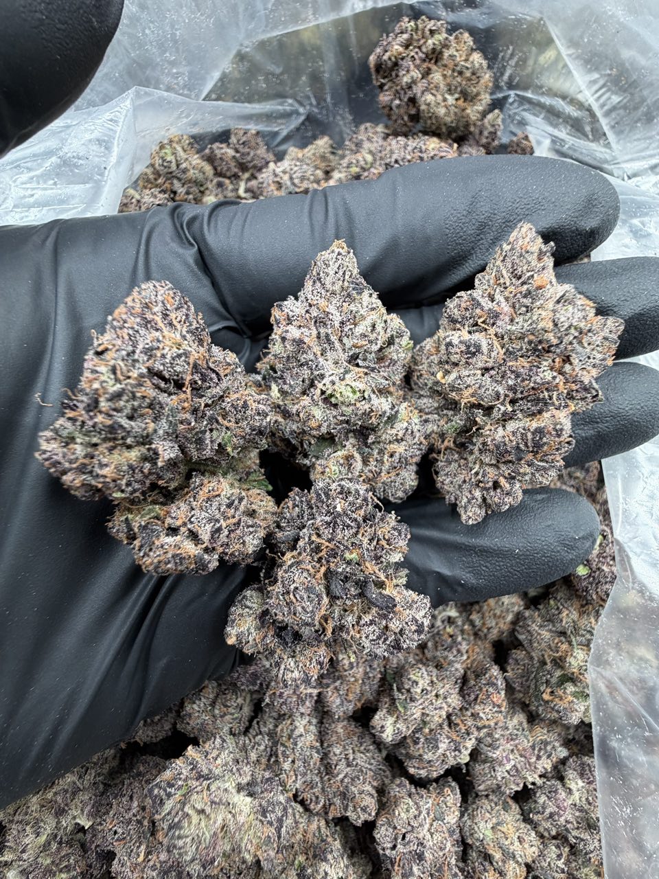 Z-Banger ⛽️ 🍭 — Hybrid available in Los Angeles