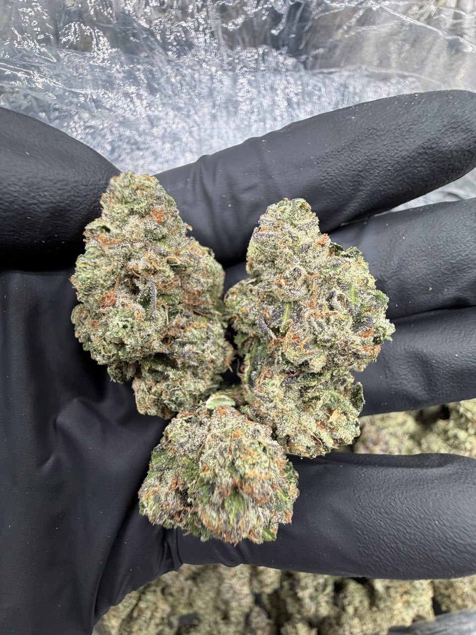 Toad Venom 🐸 ☠️ — Hybrid available in Los Angeles