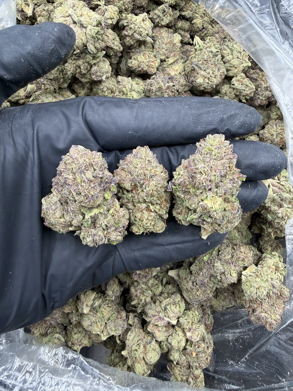 Mix light Pink Gummy 🍬 — Hybrid available in Los Angeles