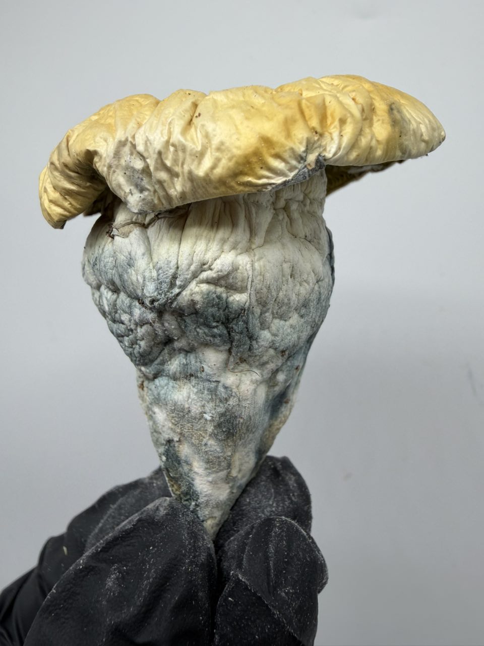 Iceberg (Albino Thai Lipa) 🧊 — Mushrooms available in Los Angeles