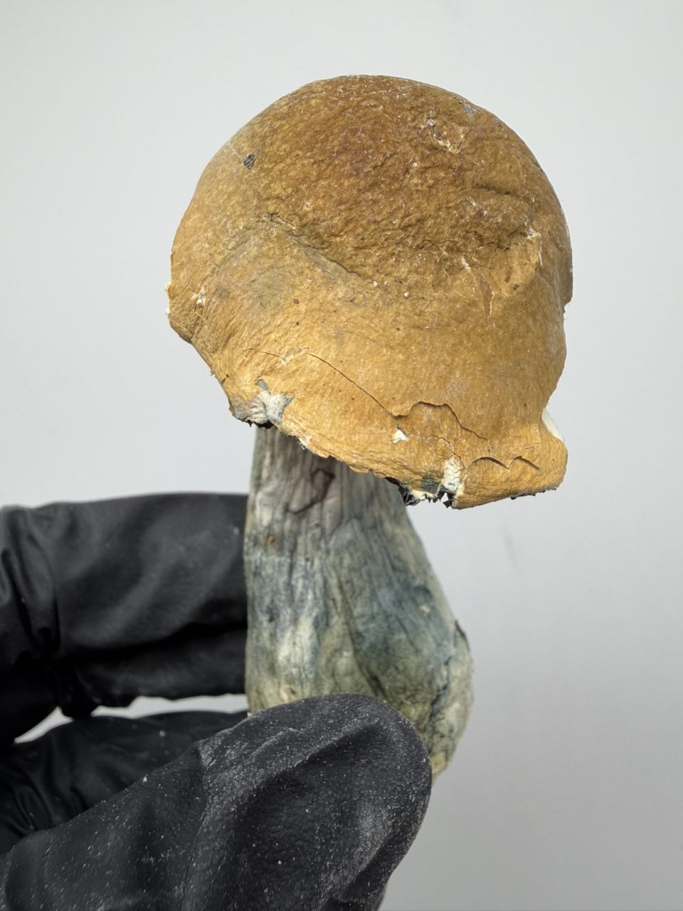 DC Melmac (PE Homestead Variant) 🦍 — Mushrooms available in Los Angeles