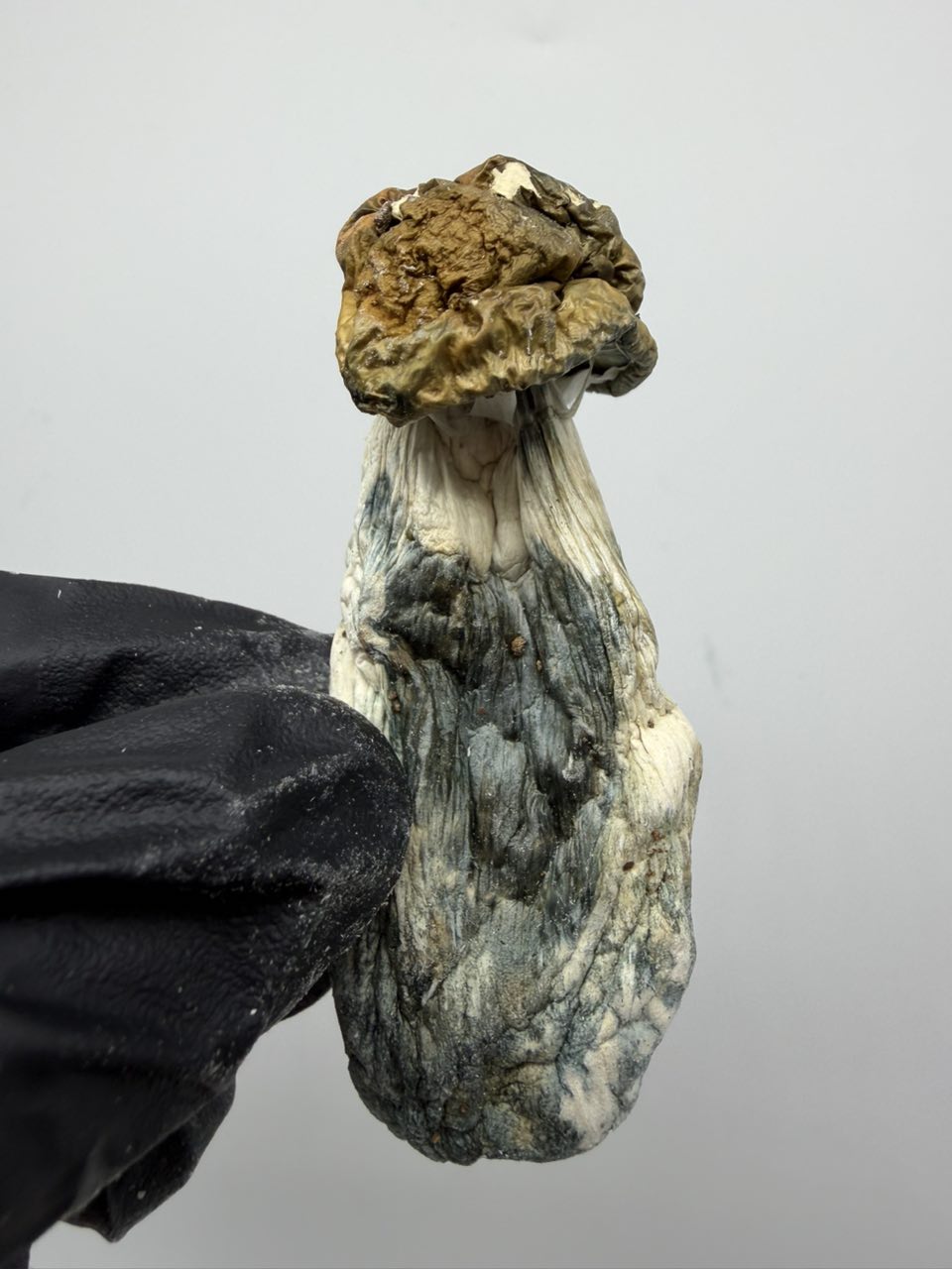 Darth Envy (PE Γ VADER) π₯π₯· β Mushrooms available in Los Angeles