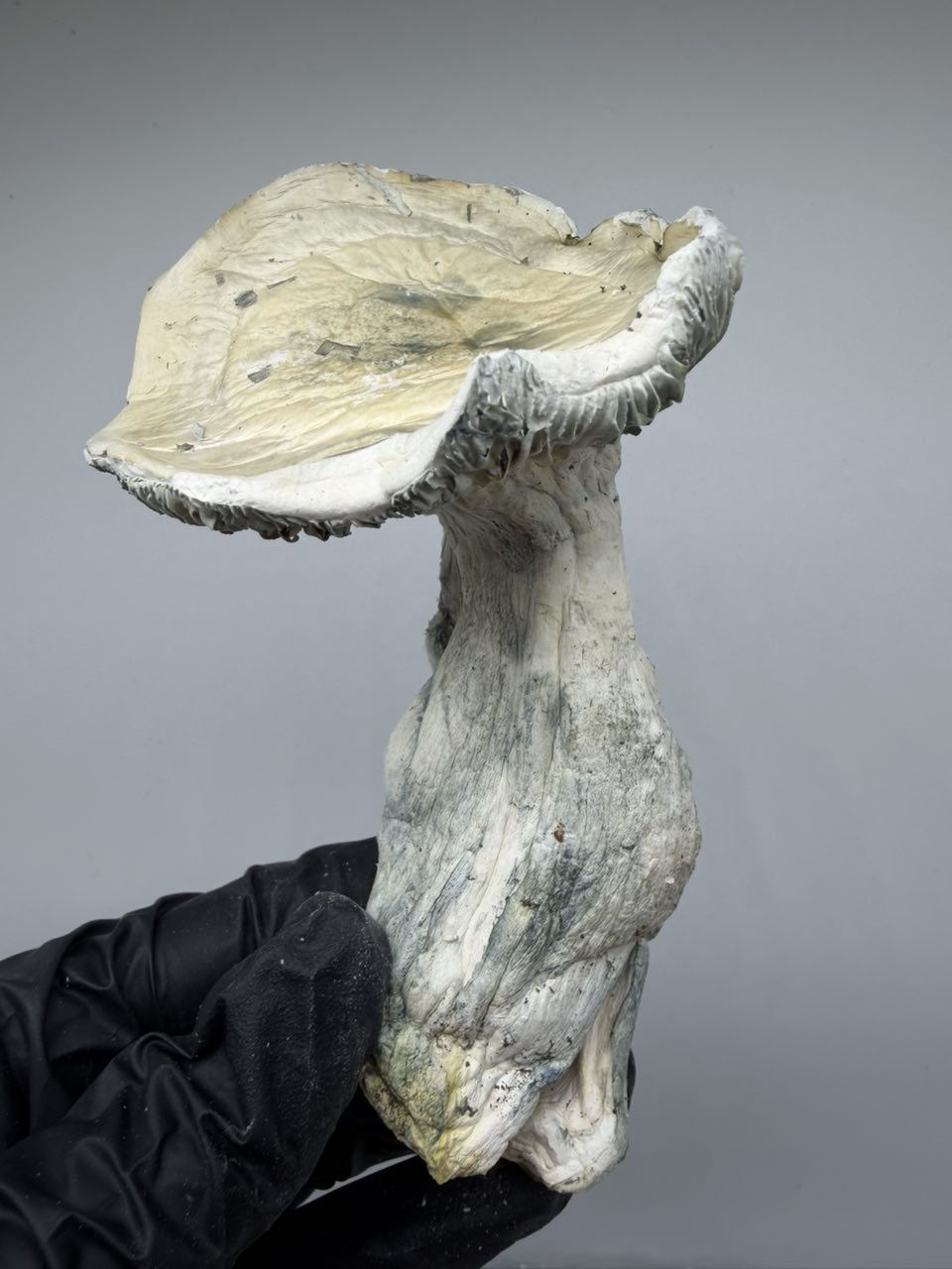 Jack Frost (APE × Albino Teacher) 🦍🧑‍🏫 — Mushrooms available in Los Angeles