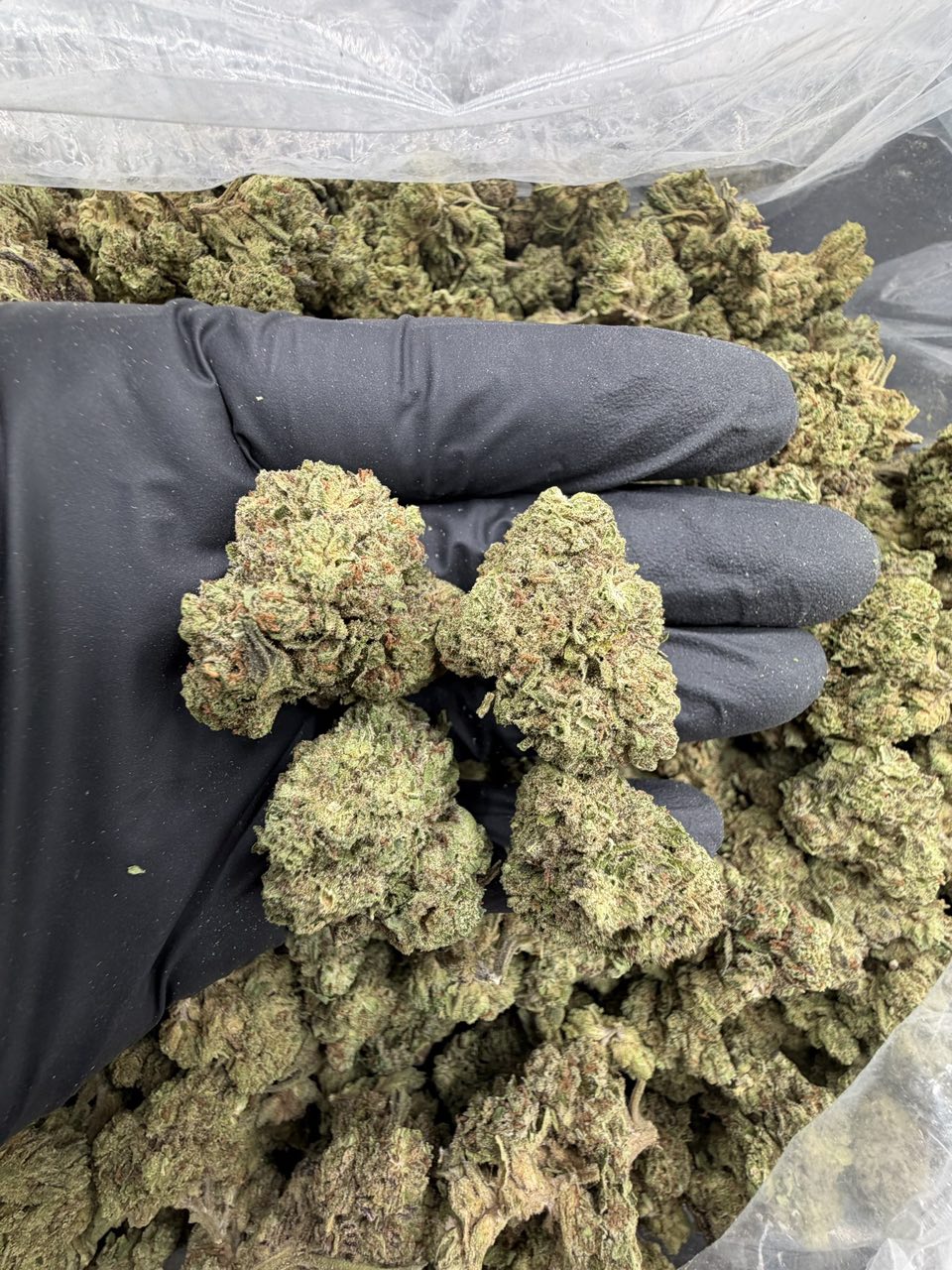 G45 ⛽️ — Indica available in Los Angeles
