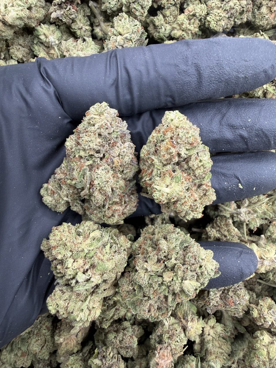 AR Runtz ⛽️ — Hybrid available in Los Angeles