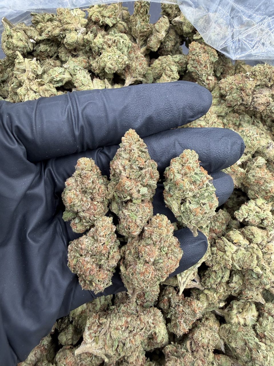 Z Runtz 🍬 🍭 — Hybrid available in Los Angeles