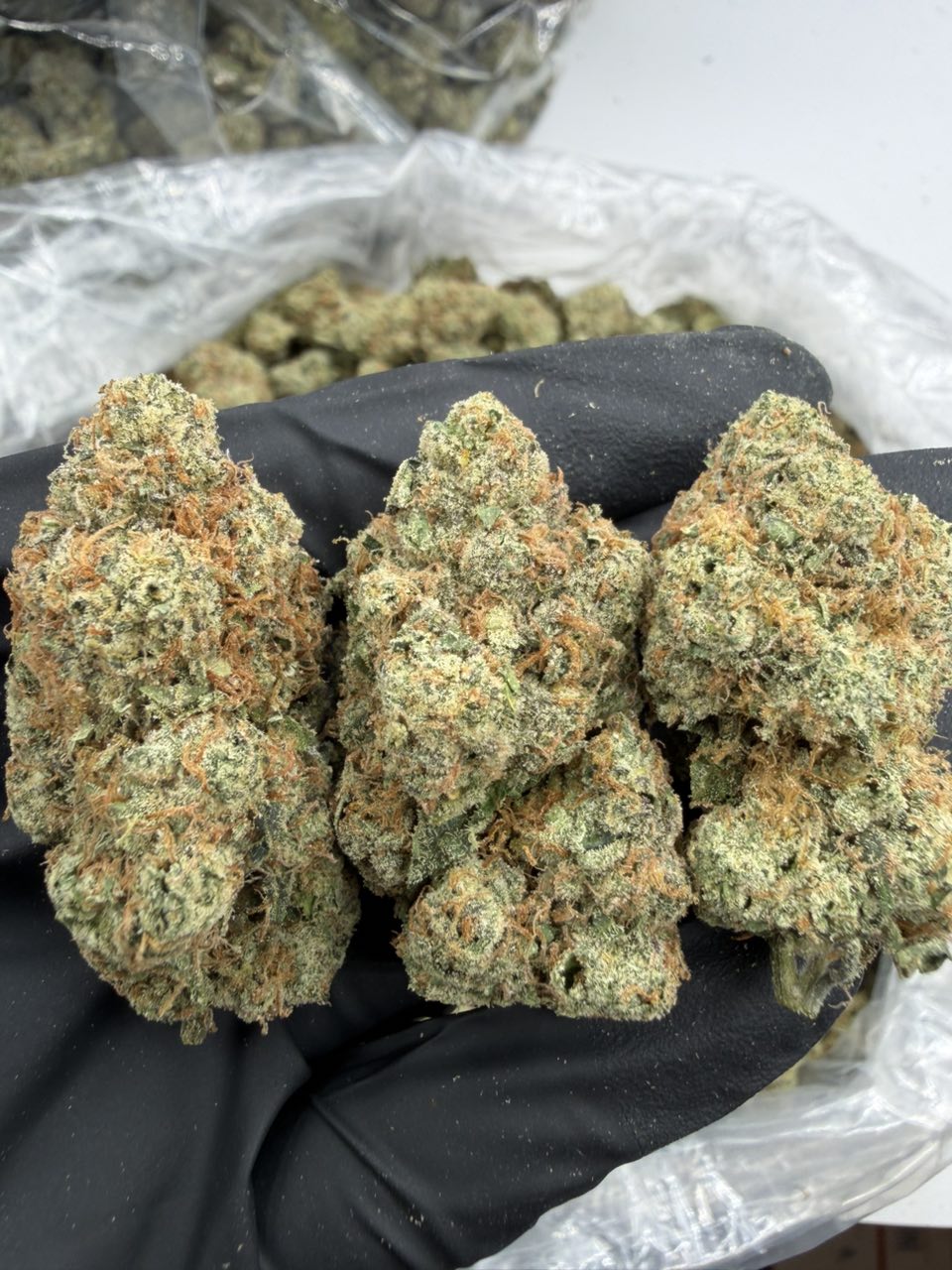 Bolo Runtz 🍭🍭🍭 Licensed Indoors — Hybrid available in Los Angeles