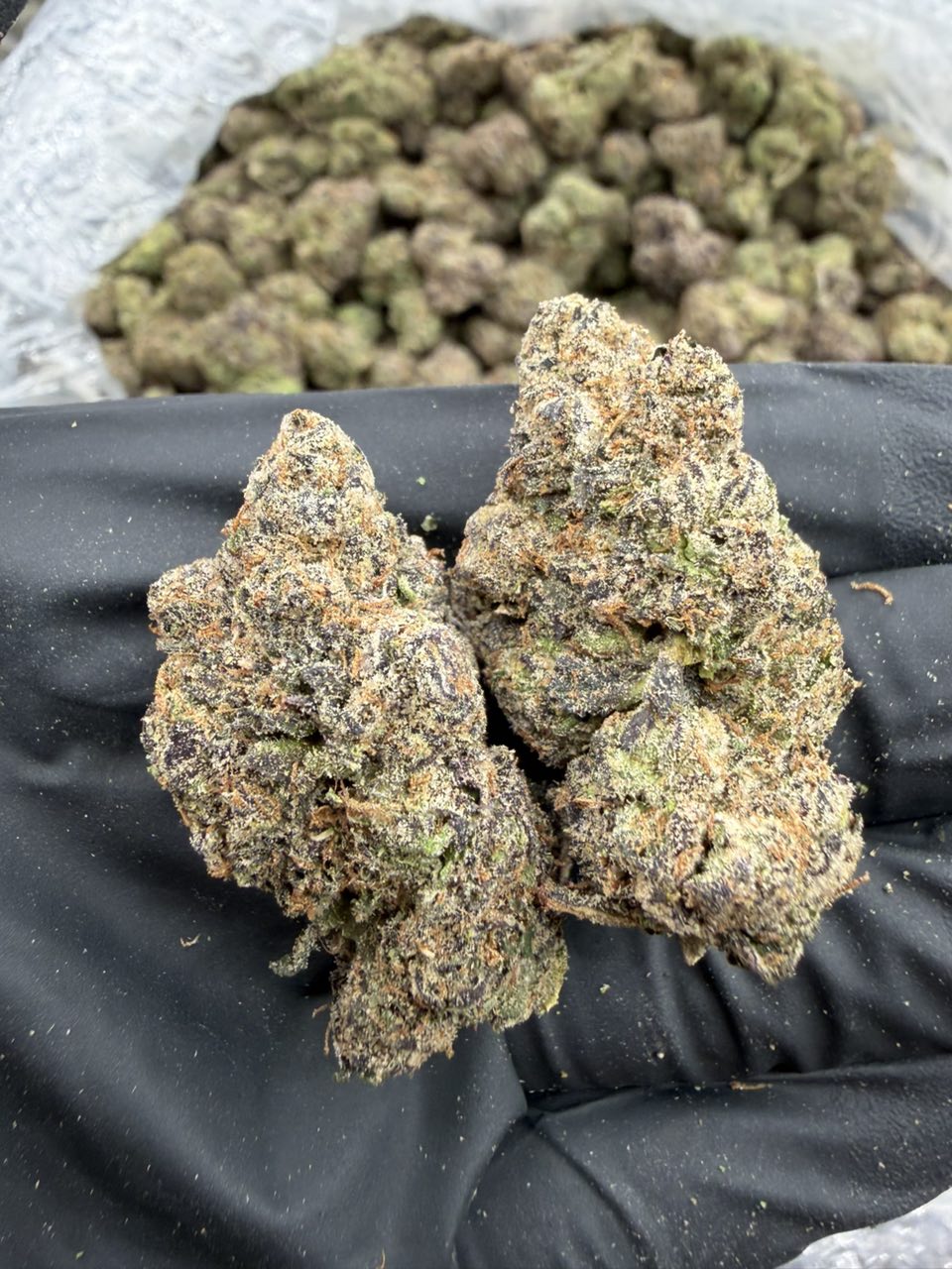 Mochi Gelato Candy 🍬 🔥 Licensed Indoors — Hybrid available in Los Angeles