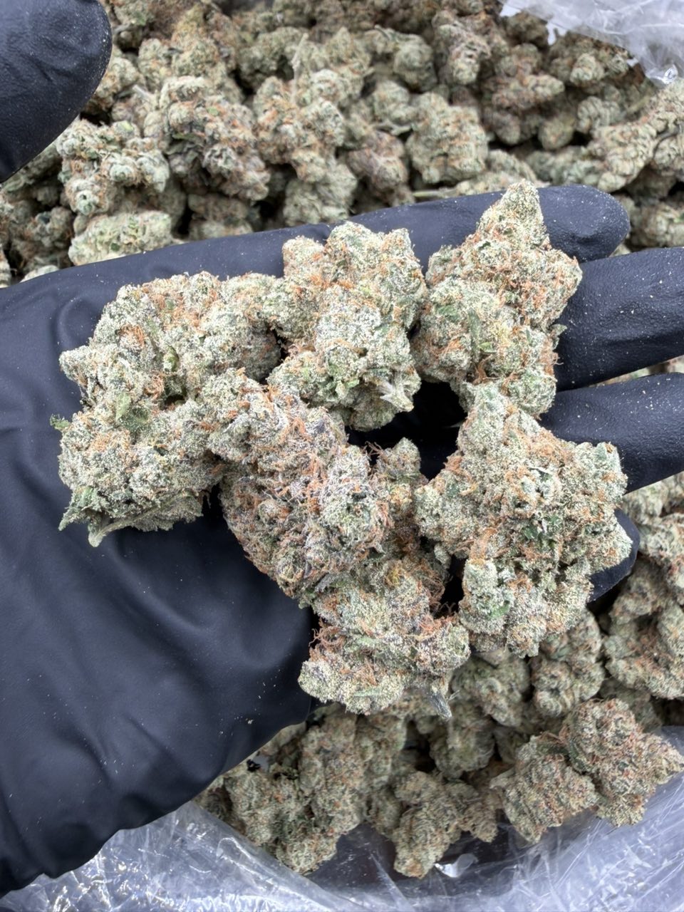 White Haze Candy 🍭 🔥 Licensed Indoors — Sativa available in Los Angeles