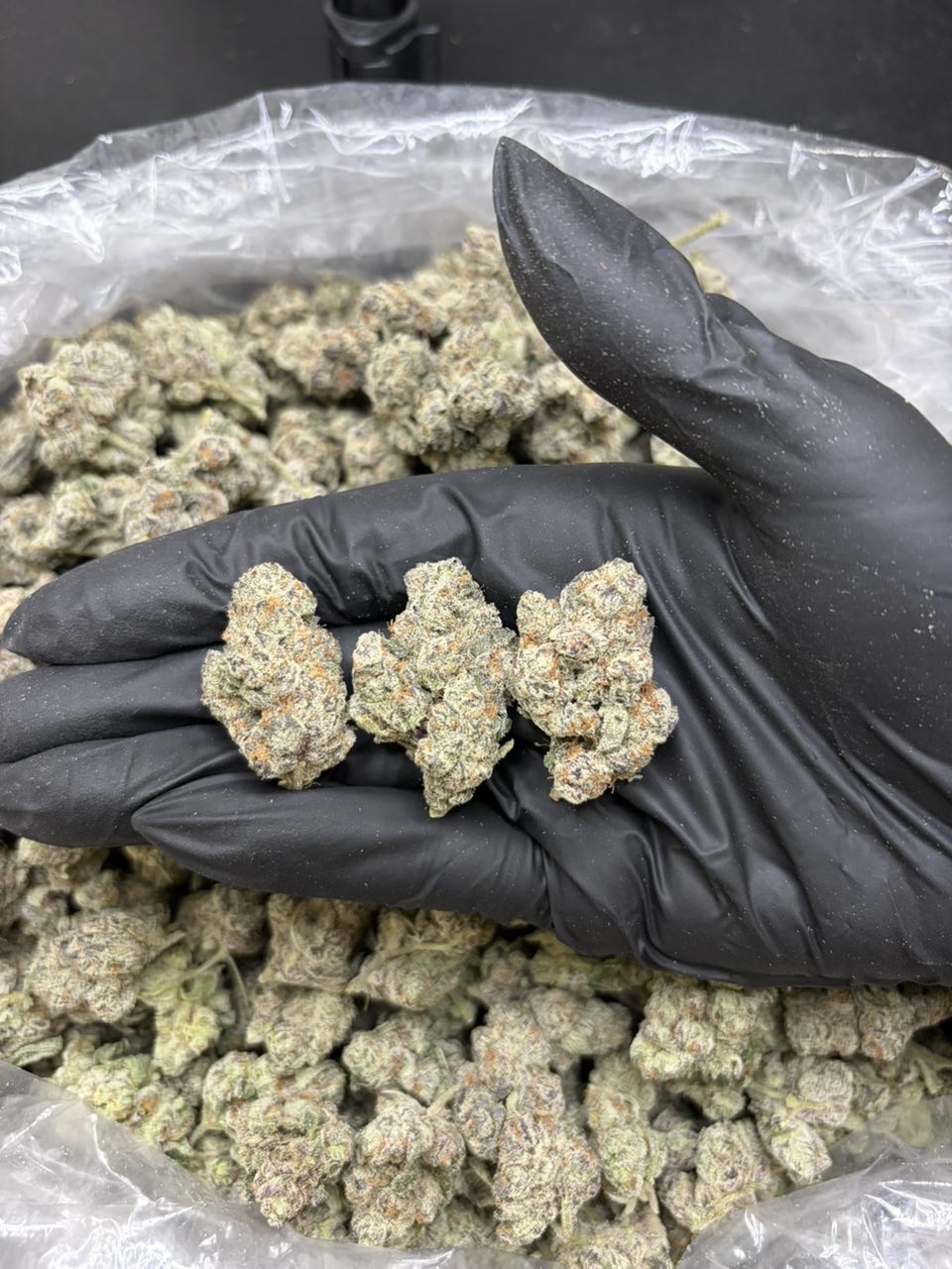 PINK LEMONADE 🍋 — Hybrid available in Los Angeles