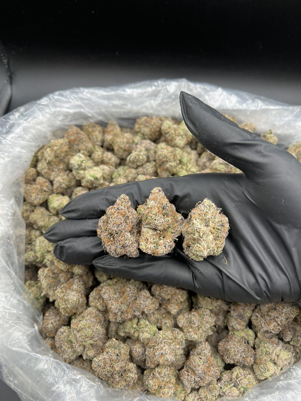 EMERALD BERRY ☔️ — Hybrid available in Los Angeles
