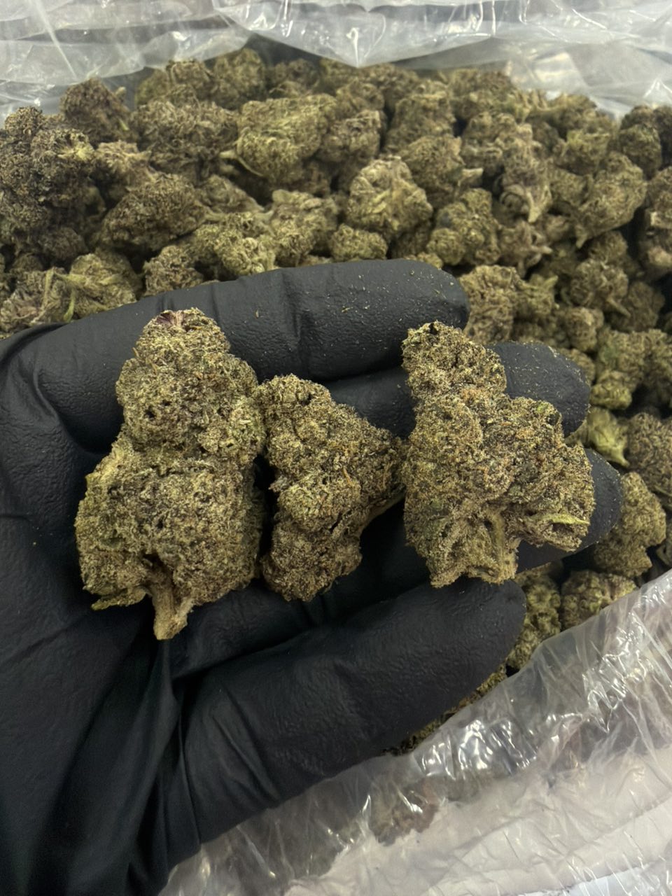 Blue candies cn — Hybrid available in Los Angeles