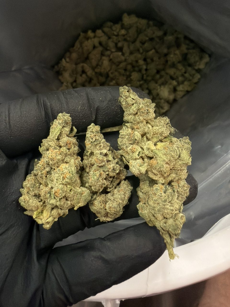 Bananaconda — Hybrid available in Los Angeles