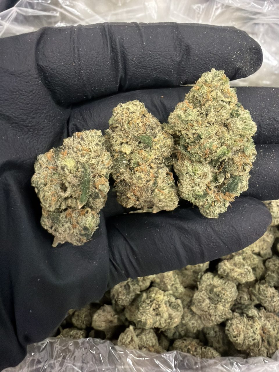 Party Popperz bcity — Hybrid available in Los Angeles