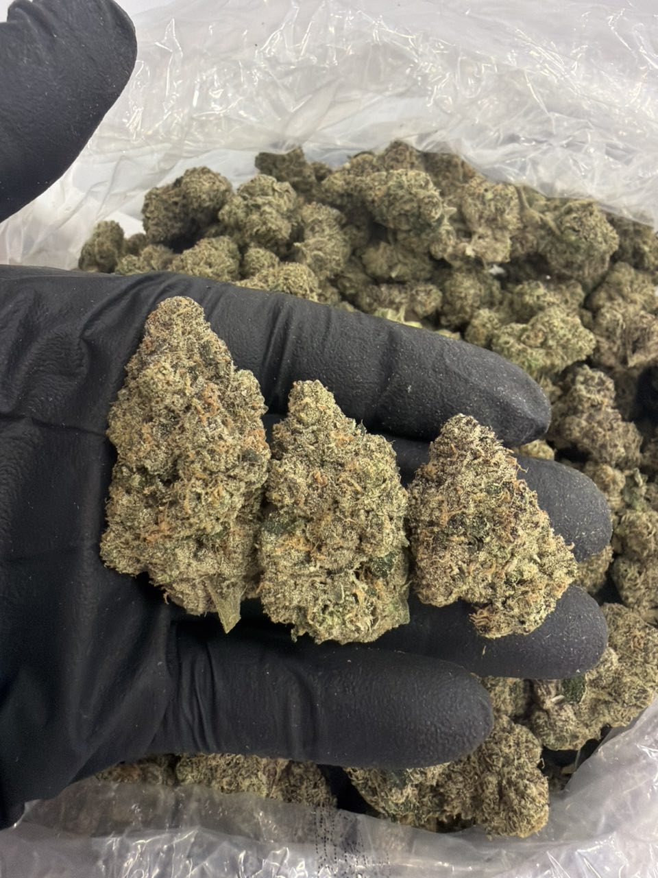 Blue lobster — Hybrid available in Los Angeles